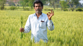Индия планирует продлить запрет на экспорт пшеницы